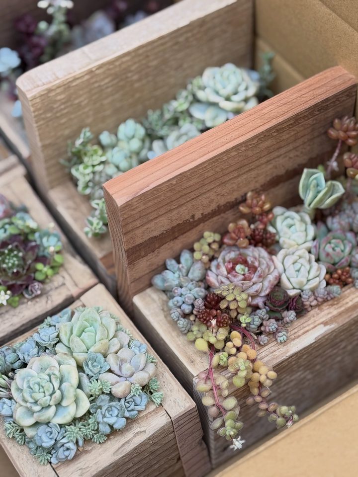古材の箱に多肉がぎっしり寄せ植えされている