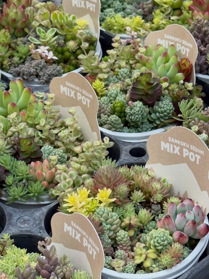 寄せ植えの器に MIX POT と書かれた木の札が挿してある