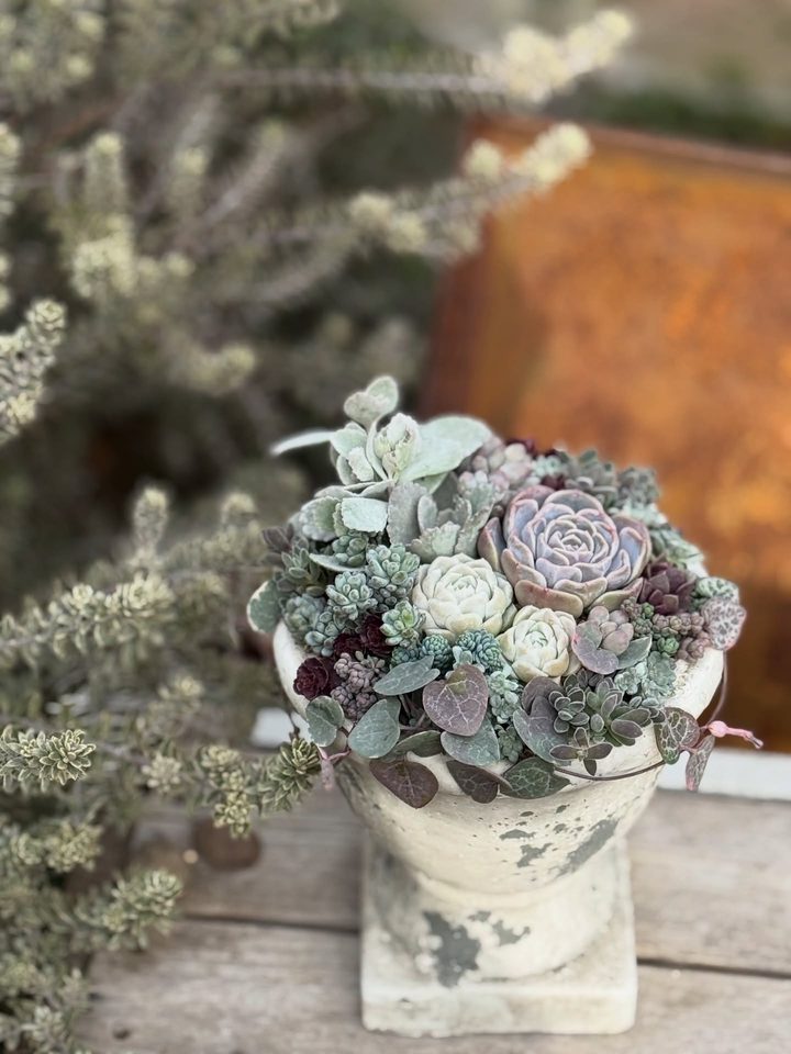 脚付きの白い器に多肉が寄せ植えされている